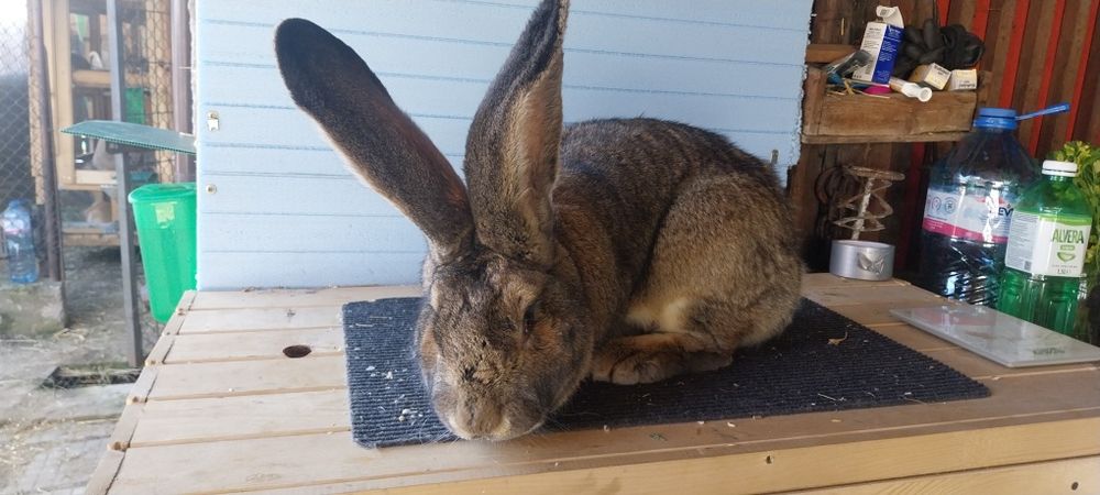 Белгийски великан зайци