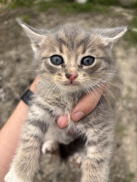 Котята мальчики бесплатно