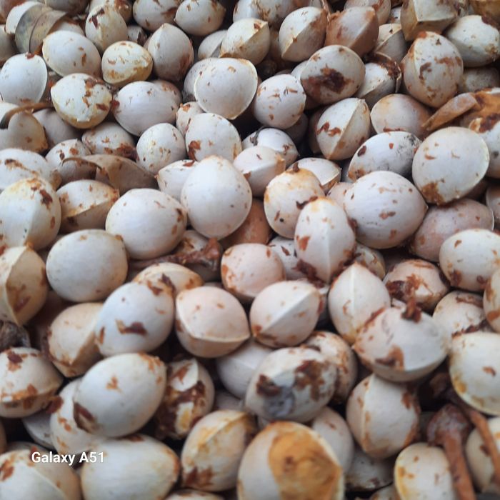 Гинко билоба (семена)