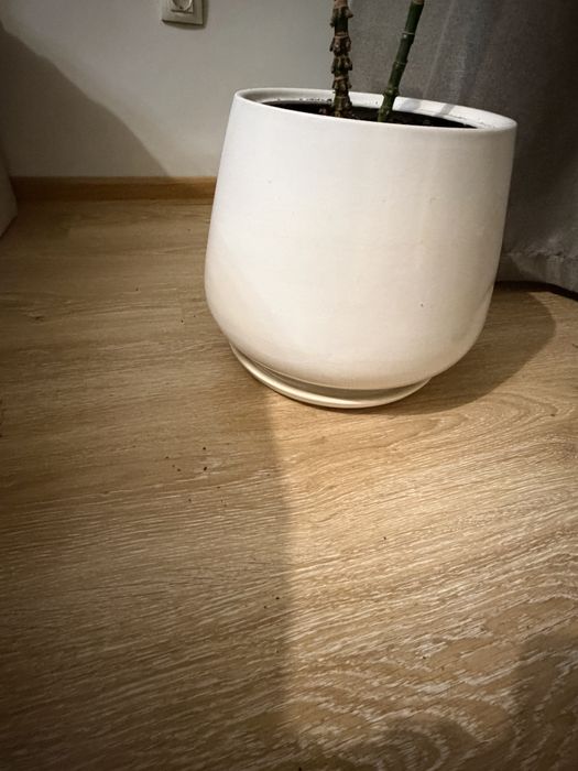 Продам пальму хамедорея