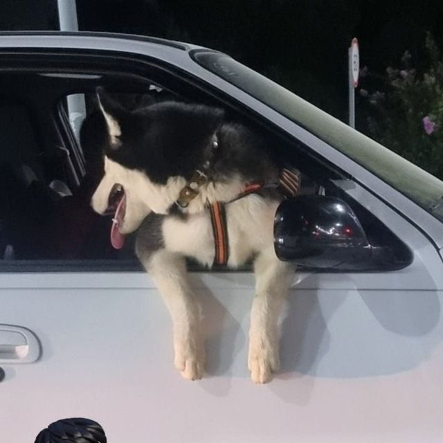 Qoʻlga oʻrganga sogʻlom