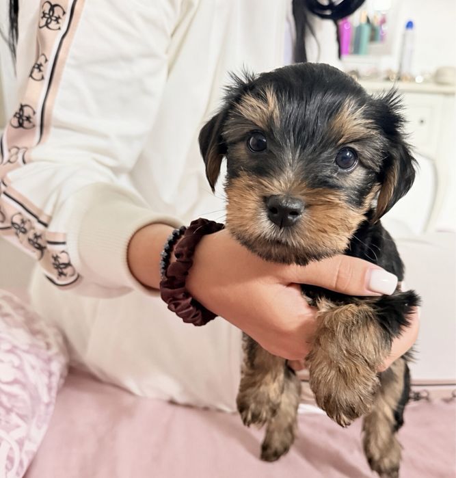 Yorkshire Terrier