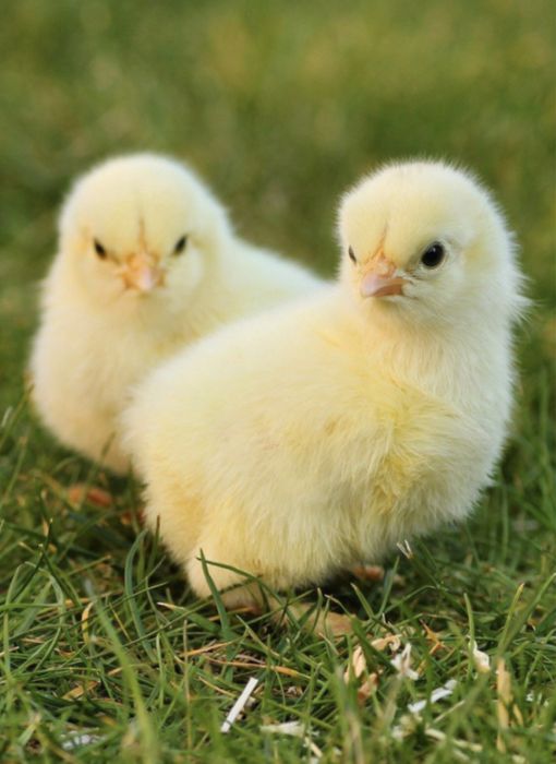 Продам бройлерных цыплят