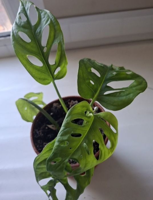 Продам цветок красивый