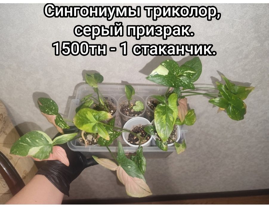 Комнатные   цветы