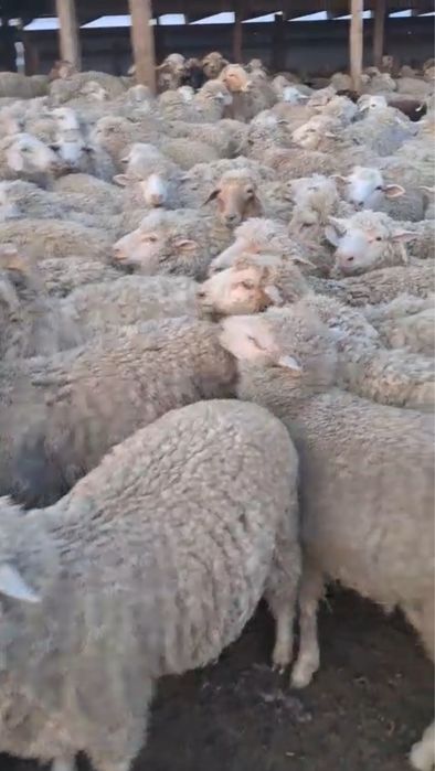 Баран / Қой оптом