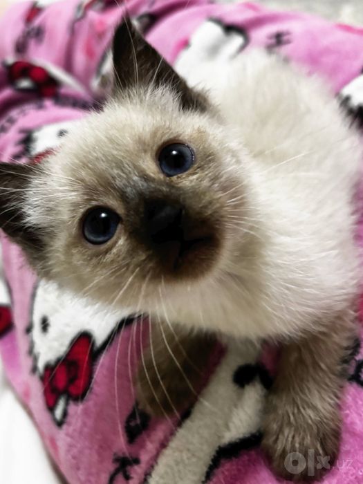 сиамские котята