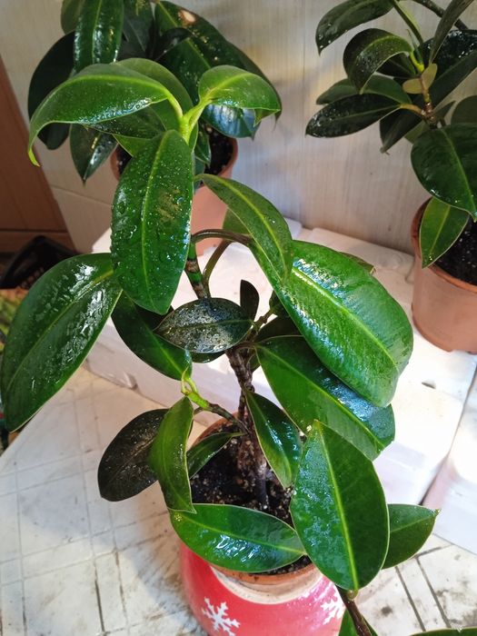 Фикус мелколистный .