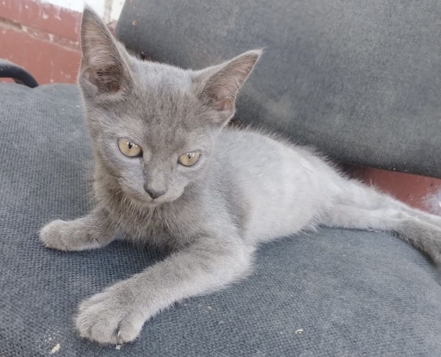Котенок девочка ищет дом