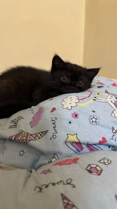 Продается шотландские котята