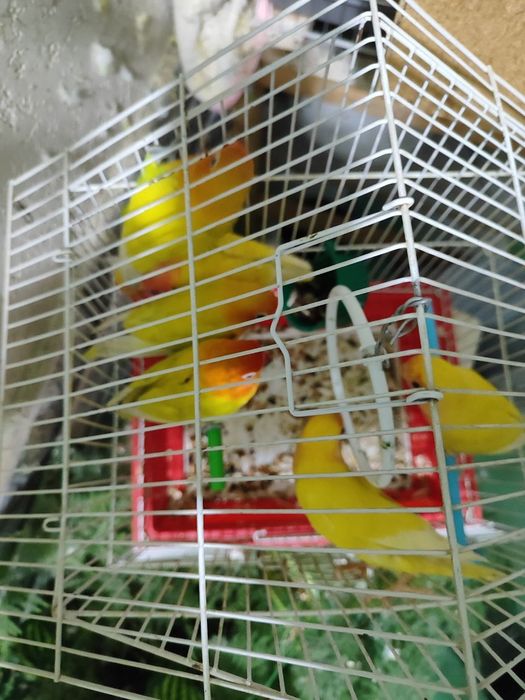 Nerazluchka papugay sotiladi