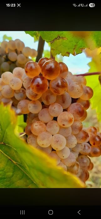 Vând struguri de vin productie 2026
