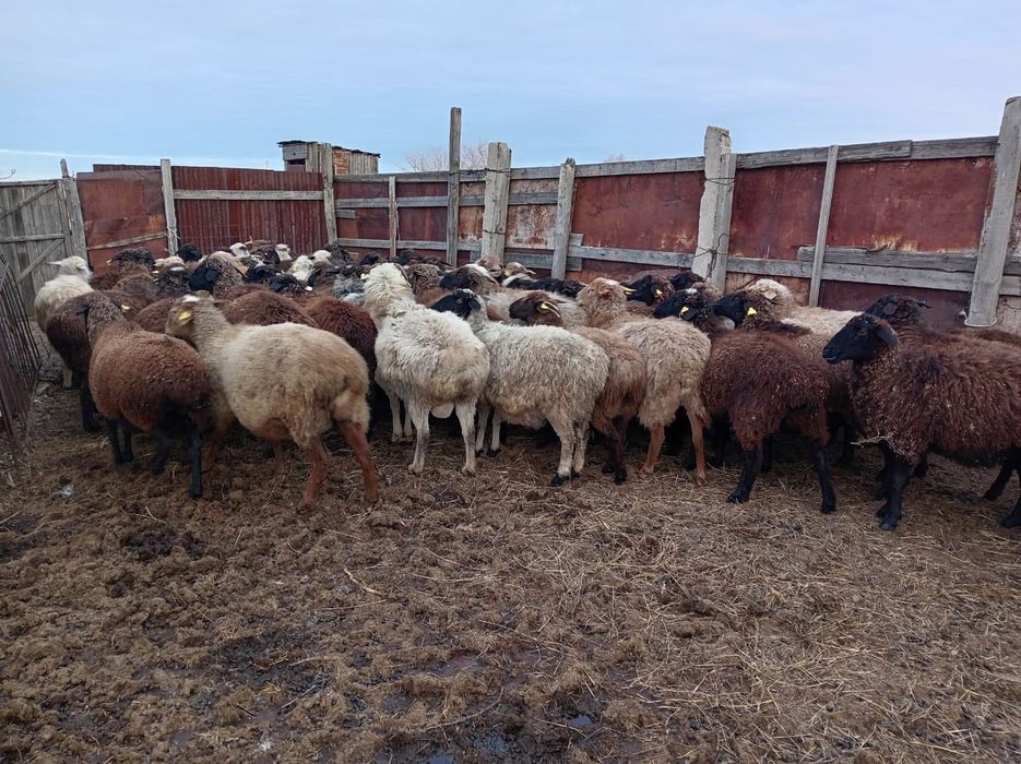 Қой сатылады , овцы