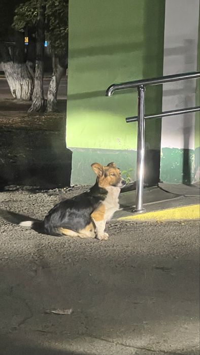 Собака похожа на домашнюю.