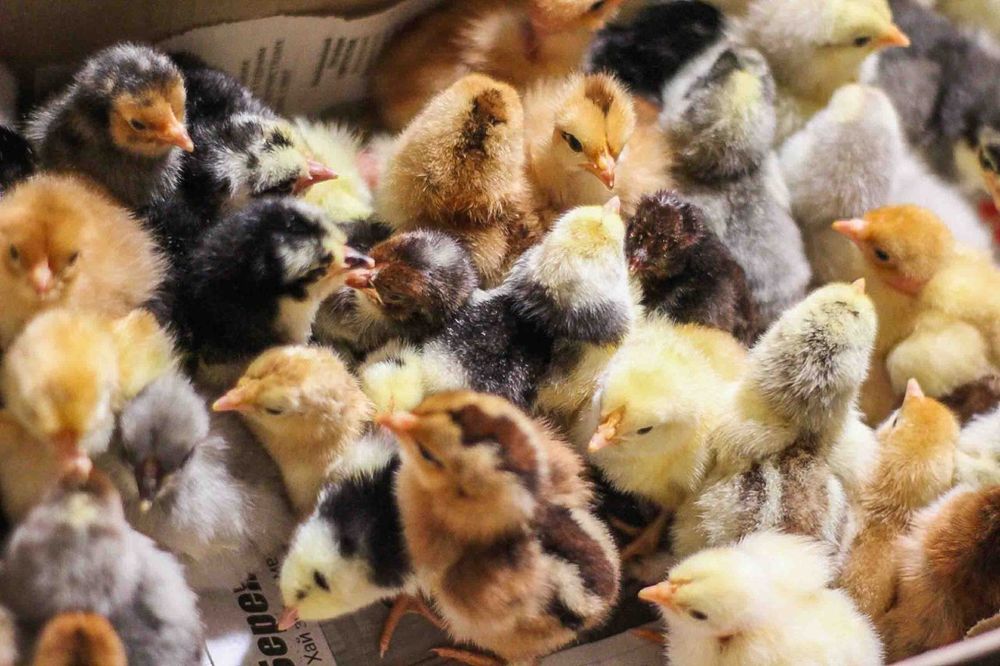 Циплаты , жужалар сотилади