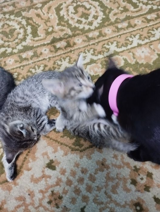 Дарю полосатиков домашних.