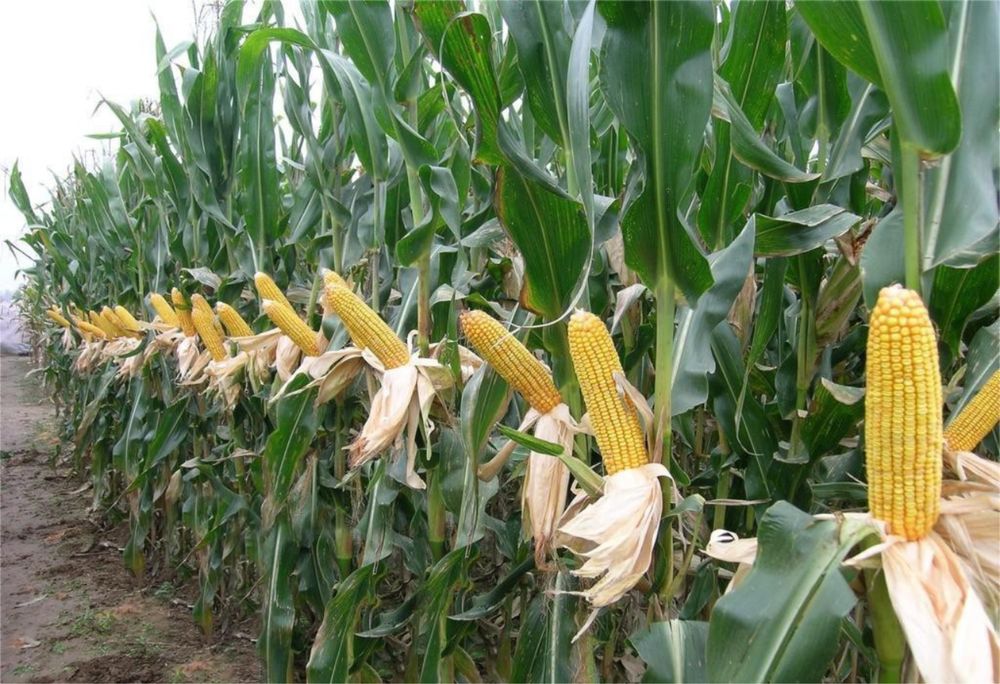 Кукуруза в мешках