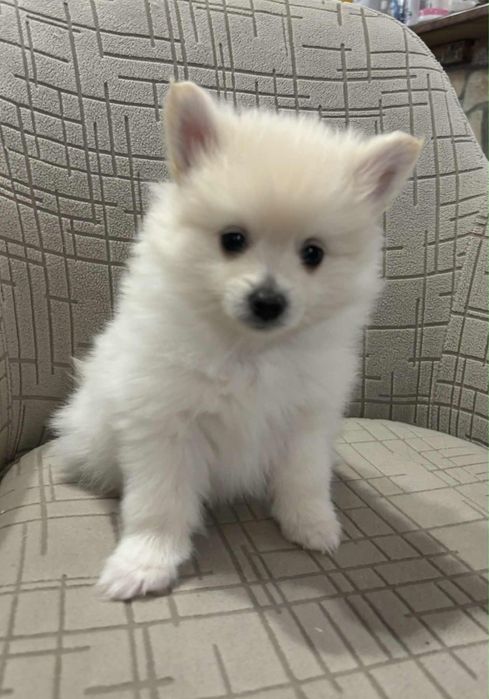 Немски шпиц мъници