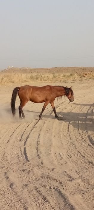 2та она бола Бия сотилади