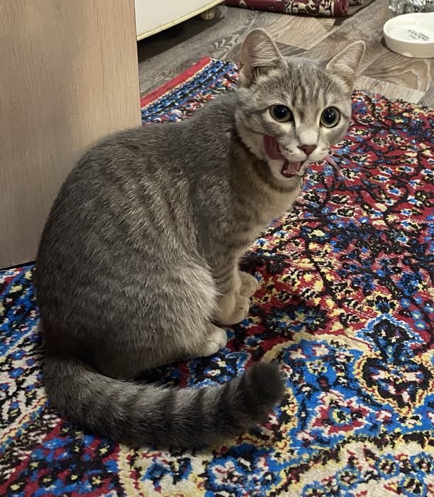 Котенок отдам в добрые руки