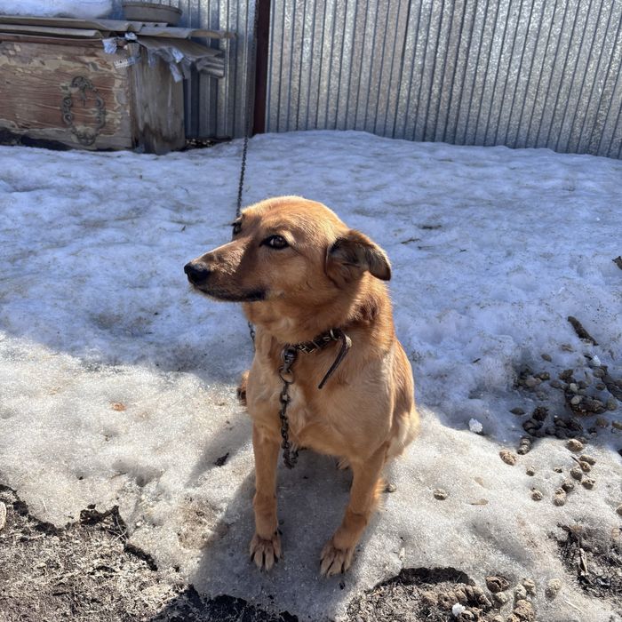 Отдам собаку даром