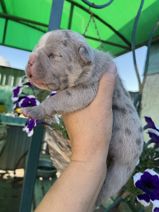 Американский булли