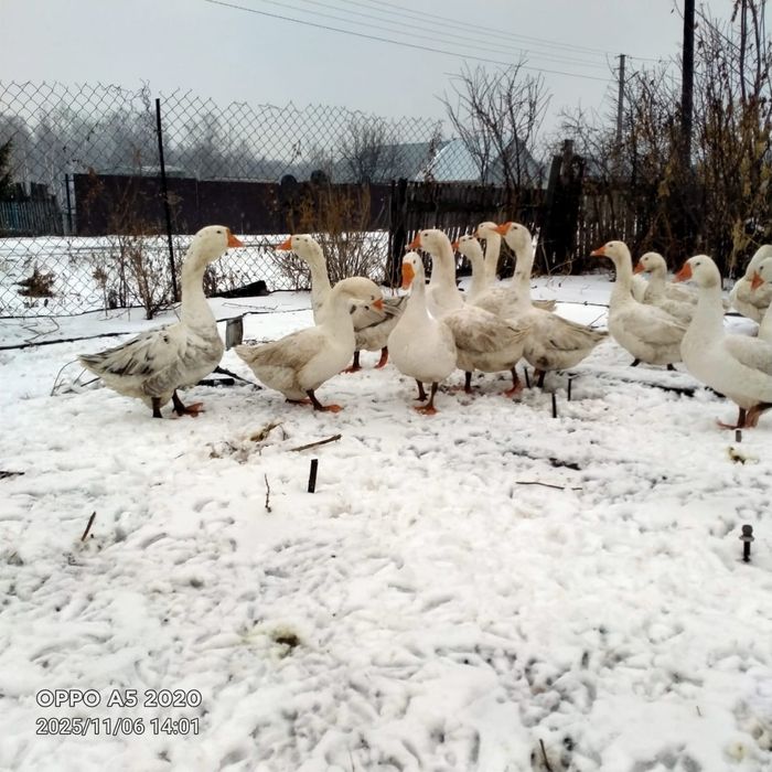 Продам гусей живьём