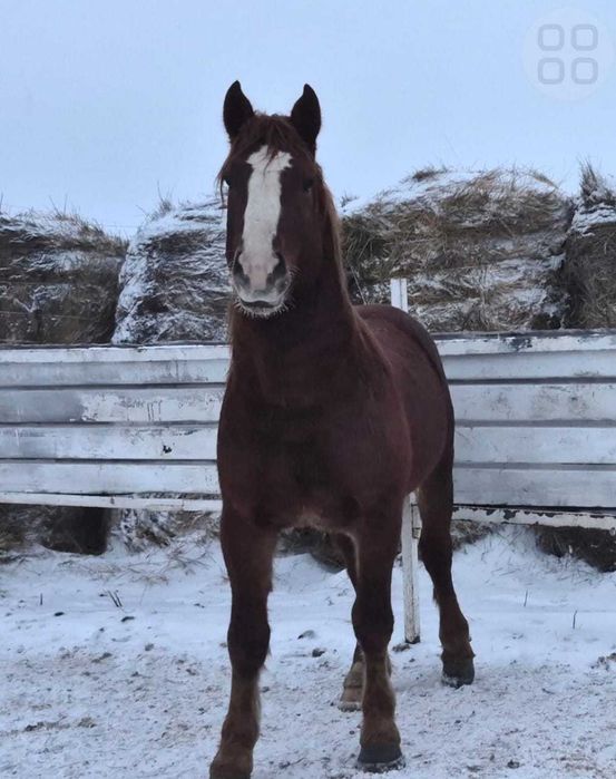 Продам тяжеловозов