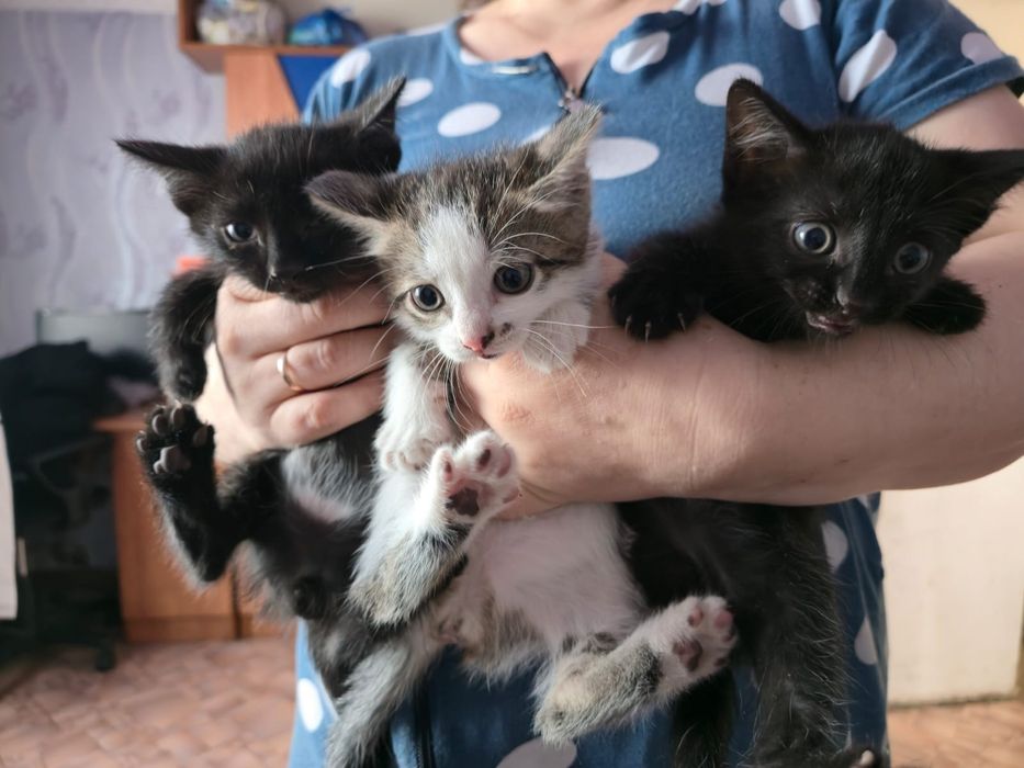 Отдам в добрые руки