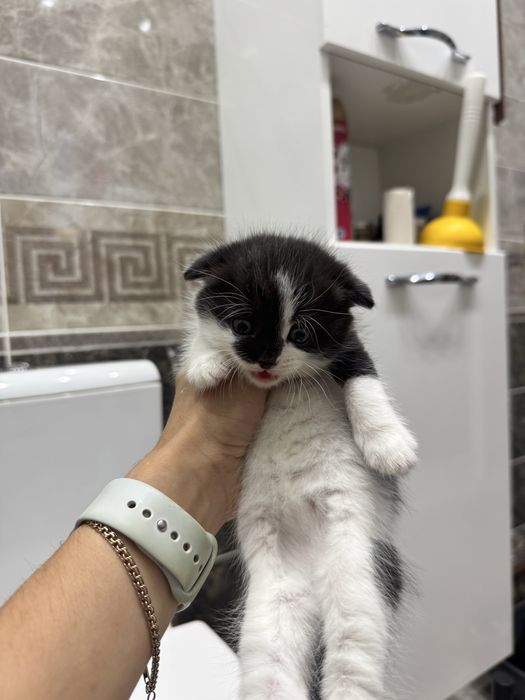 Продам вислоухих котят Scottish Fold