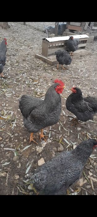 Vand gaini Chabo si Plymouth