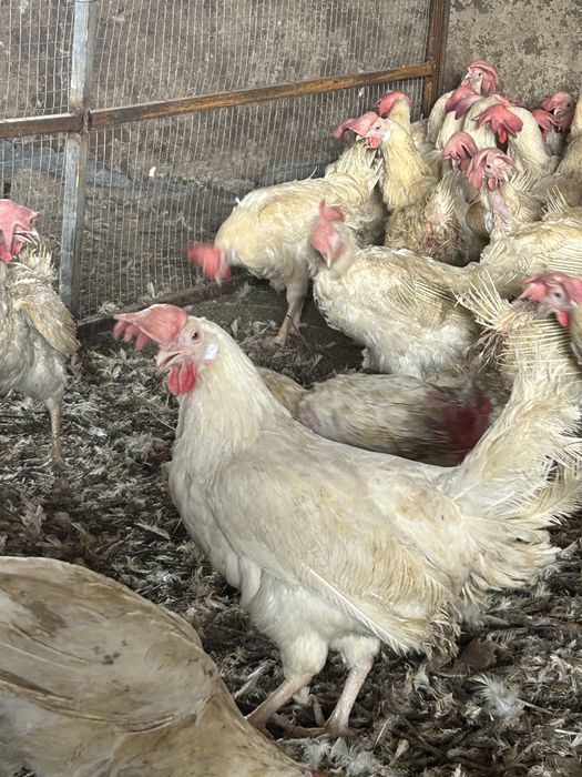 Куры несушки с доставкой