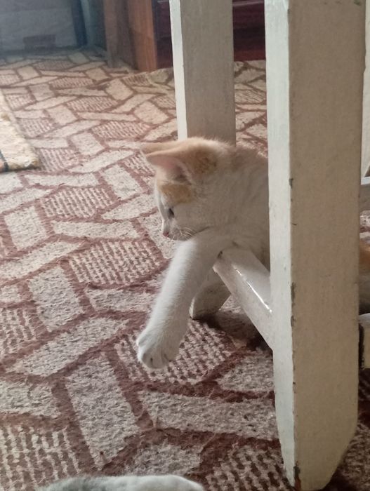 Отдаю котят в добрые руки