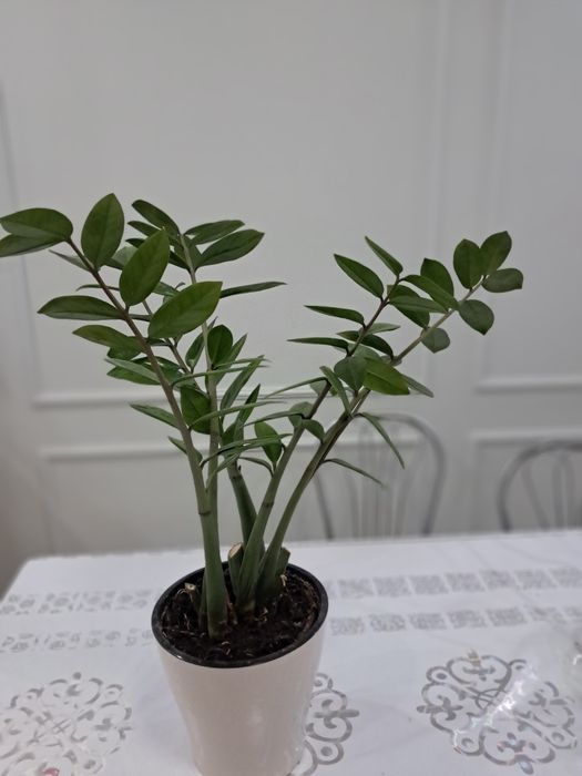 Денежное дерево Замиокулькас.