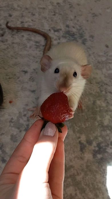 крыски Дамбо ручные