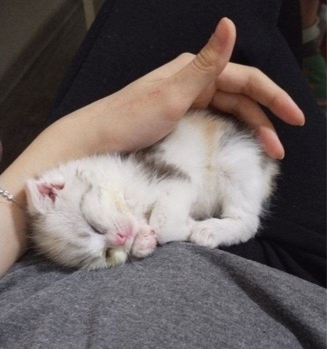 вислоухий шотладский котенок