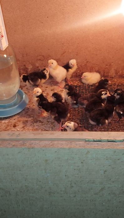 Колдын жумырткасы