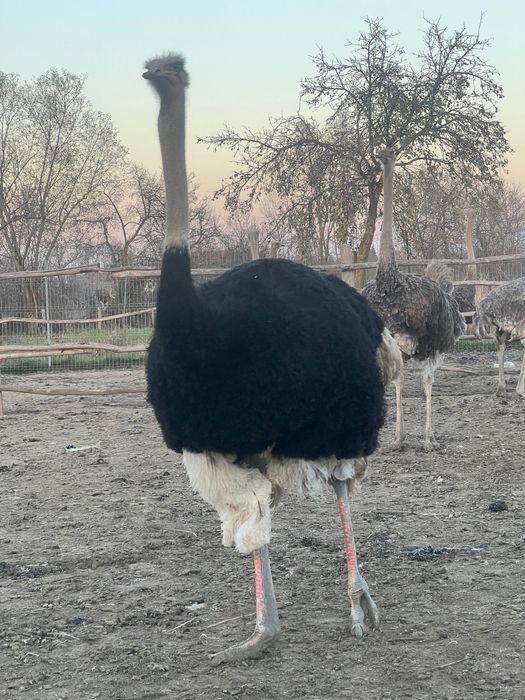 Struti reproducatori