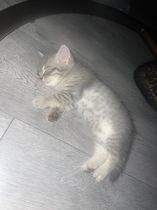 кот, котик, котенок