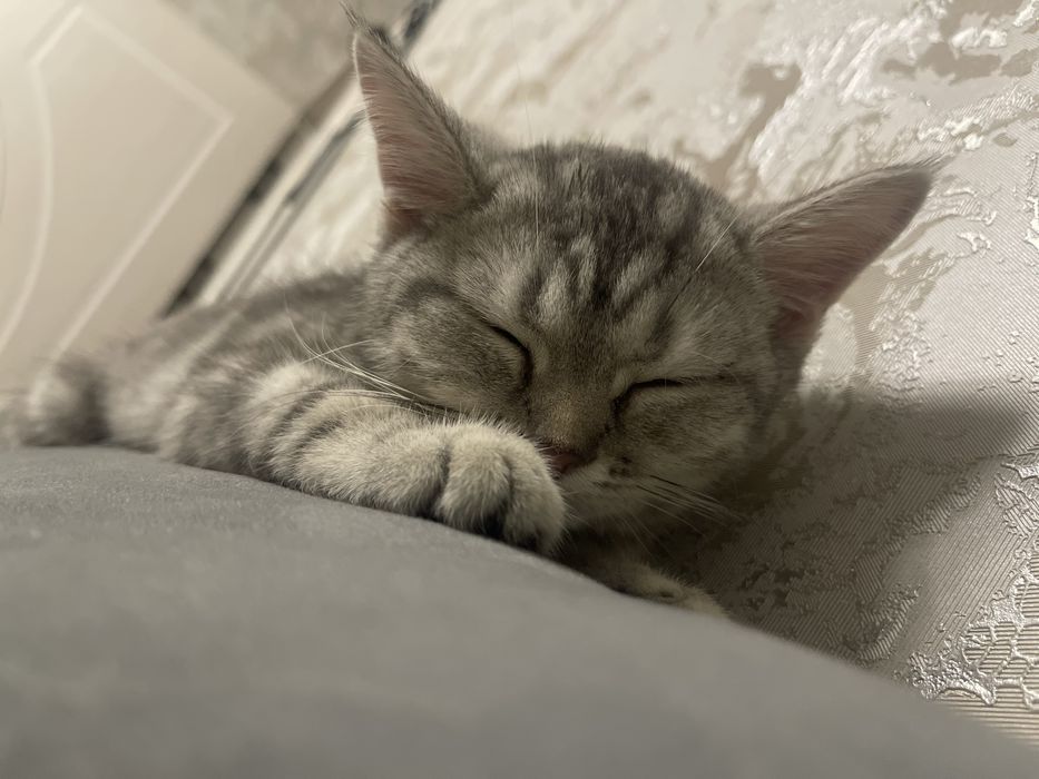 Шотландские котята Scottish Fold