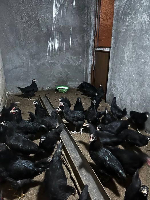 4 oylik tovuqlar sotilmoqda