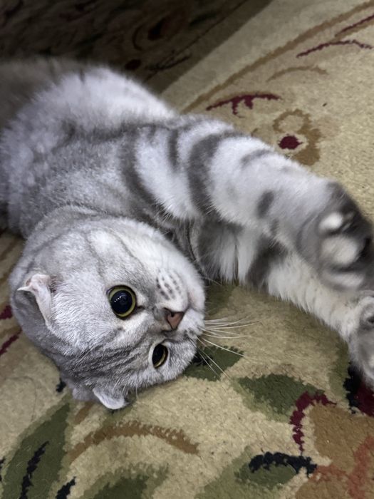 Котята кошки мысык