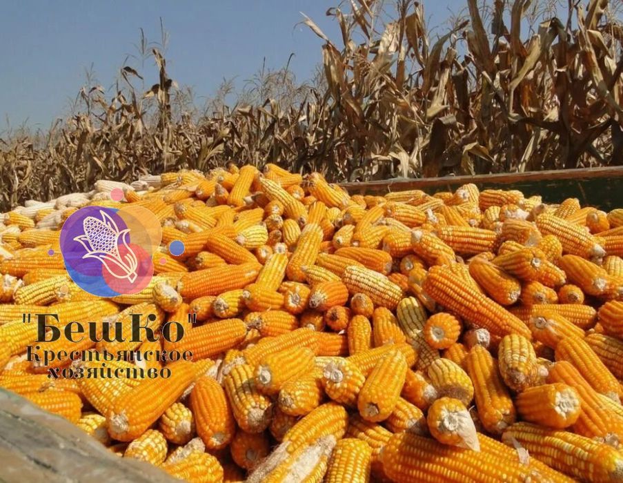 Семена кукурузы гибридной