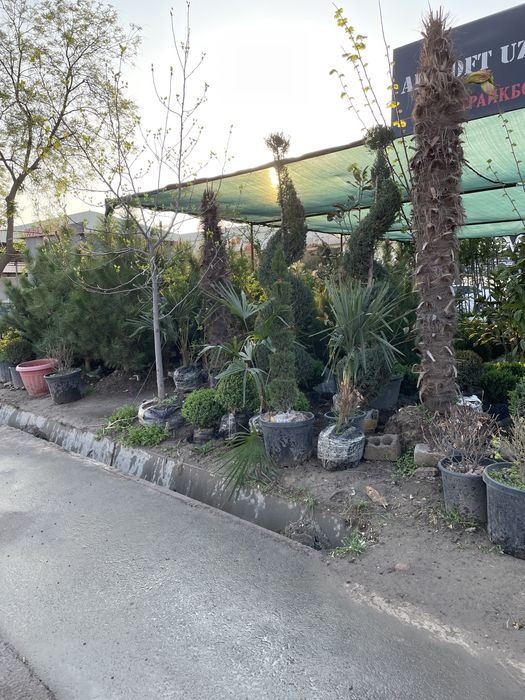 Archa  sotiladi harhil turdagi