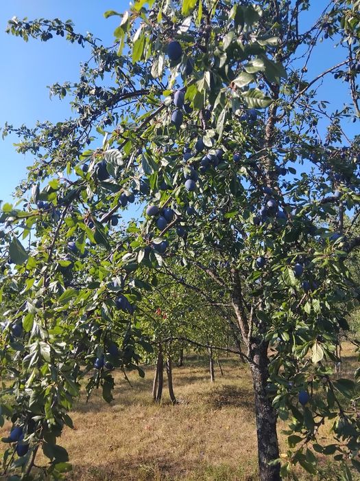 Prune Stanley pentru tuica