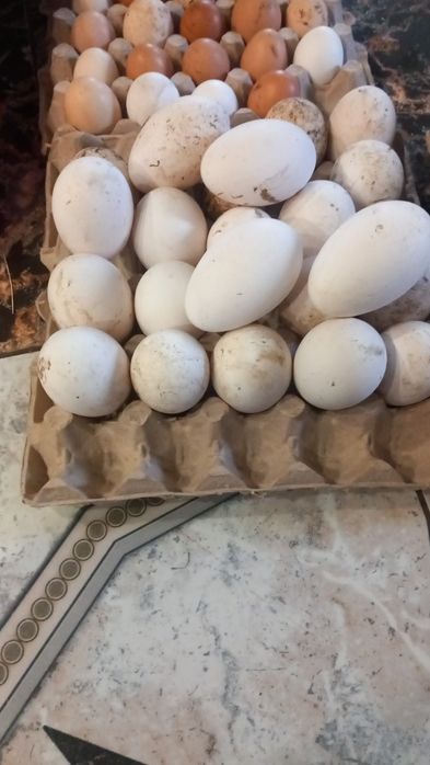 oua de găini de curte de consum sau incubare.si găini de carne