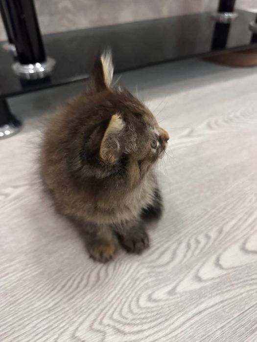 Отдам даром бесплатно котята