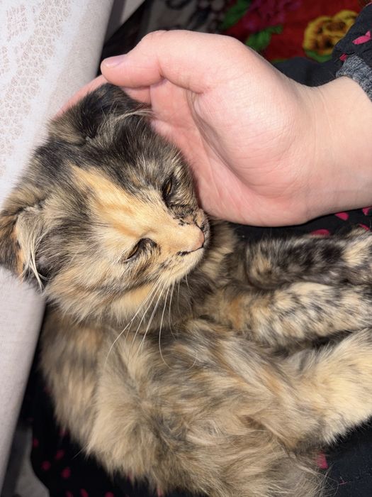 Кошка красиваяя