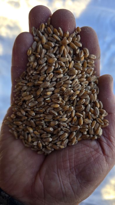 Продам пшеницу 4 кл. Отличного качества, сухая