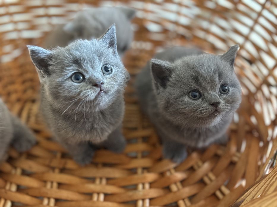 Британские котята